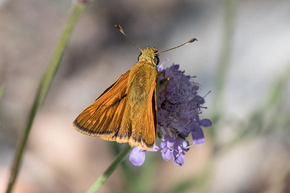 Ochlodes sylvanus-0538