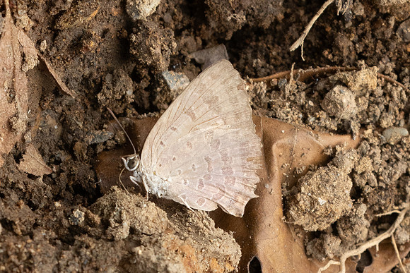 Arhopala-2105