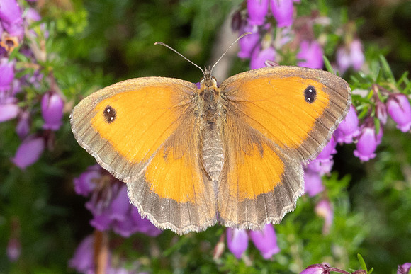 Pyronia tithonus ♀ - 8842