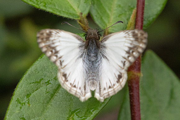 Heliopetes macaira-2691