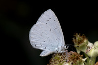 Celastrina argiolus-8772