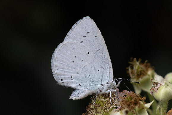 Celastrina argiolus-8772