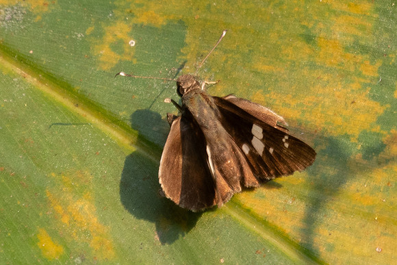 Hyarotis adrastus-1426 - Chiang Dao - 18/03/25