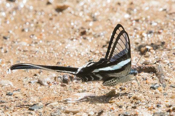 Lamproptera meges- Chiang Dao -15/11/23 - 2457
