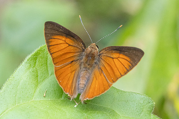 Rapala iarbus-1549 - Chiang Dao - 18/03/25