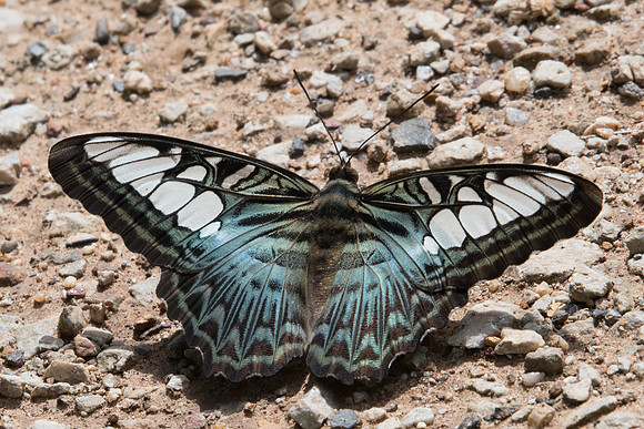 Parthenos sylvia sylla-8201 - - Chiang Dao - 14/11/23