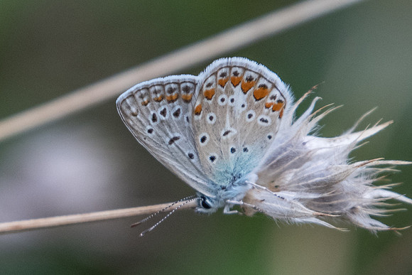 Polyommatus icarus 0756 Levanto - 19/09/20