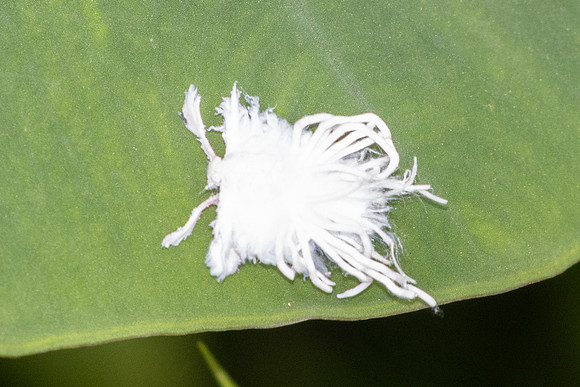 Insecte malaisie-9339