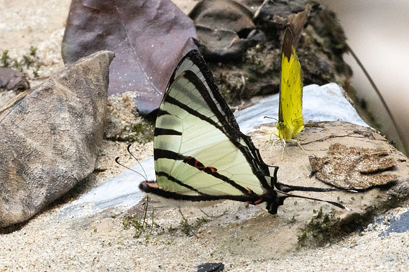 Graphium agites-8475