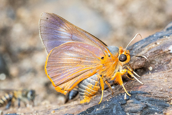 Burara harisa-4296 - Chiang Dao - 22/03/24