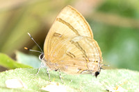 Rapala rhoecus-1744 - Chiang Dao - 18/03/25