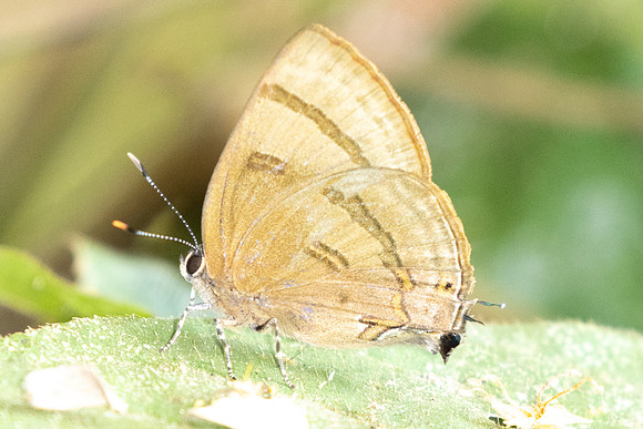 Rapala rhoecus-1744 - Chiang Dao - 18/03/25