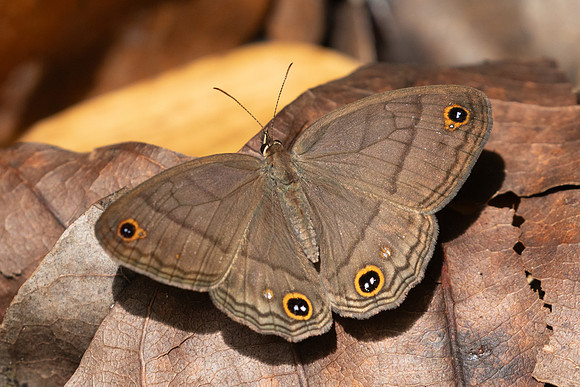 Cissia pompilia-9805 - Bucaramanga - 5/06/24