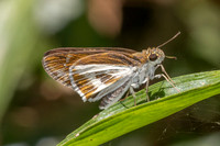Iton watsonii -5850 - Doi Suthep - 27/03/25