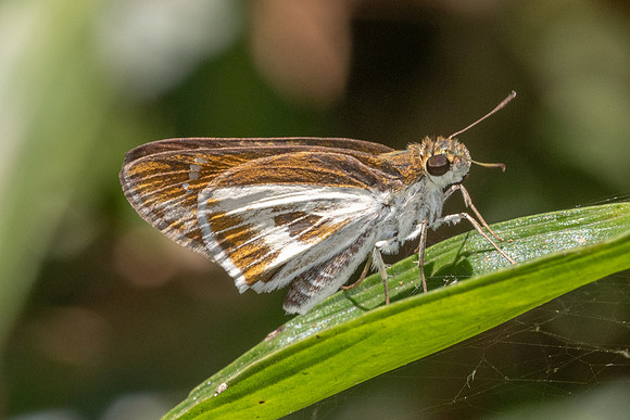 Iton watsonii -5850 - Doi Suthep - 27/03/25