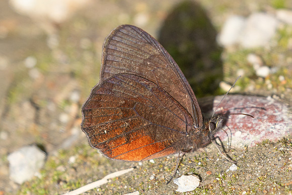 Pedaliodes manis-6308