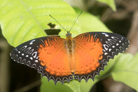 Cethosia biblis-8734 - Chiang Dao - 14/11/23