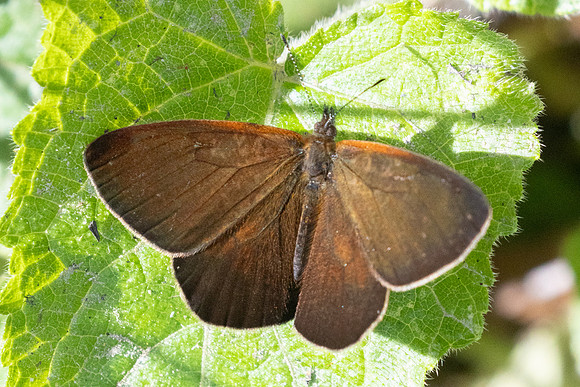 Lymanopoda labda-6887