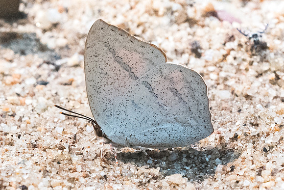 Curetis dentata dentata-3679 - Chiang dao - 12/03/23