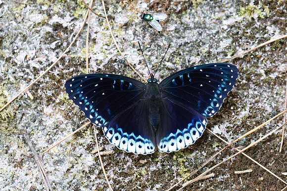 Stibochiona nicea-5917 - Doi Suthep 1577m - 27/03/25