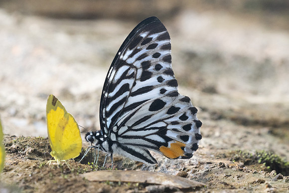 Graphium delessertii-8580