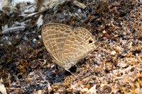 Nacaduba berenice-4194