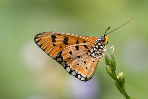 Acraea terpsicore-0755 - Sepang - 15/03/25