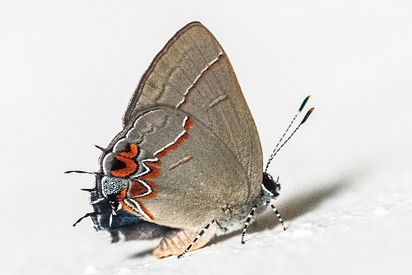 Calycopis quintana o isobeon-1-2