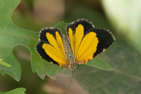 Heterusia atalantata ♀-4442