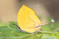 Yasoda tripunctata tripunctata-5475- Doi Suthep 1180m - 27/03/25