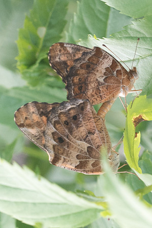 Euptoieta claudia-5753