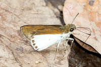Iton semamora-5618 - Doi Suthep - 27/03/25