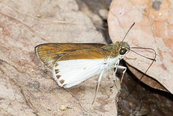 Iton semamora-5618 - Doi Suthep - 27/03/25