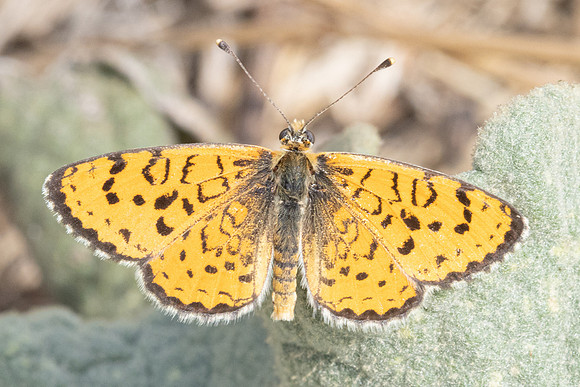 Melitaea trivia -1370 - Pergé Antalya - 18/09/24
