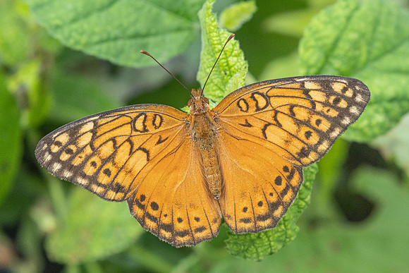 Euptoieta hegesia-2947