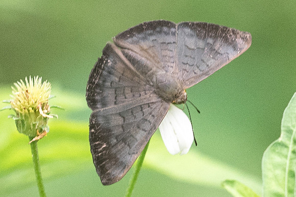 Emesis liodes-4138