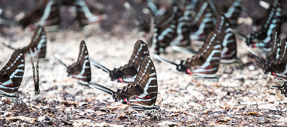 Protographium philolaus-2453