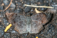 Antigonus erosus-5635