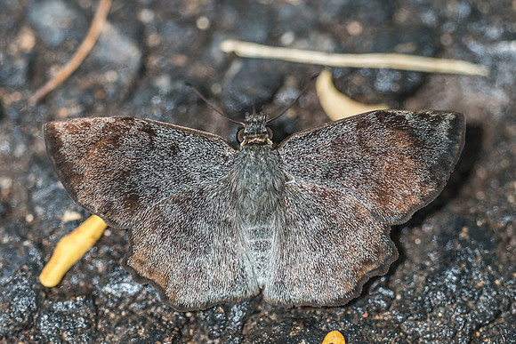 Antigonus erosus-5635