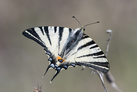 Iphiclides podalirius-8608 - Route Paranestiou Sidironerou - 15/04/22