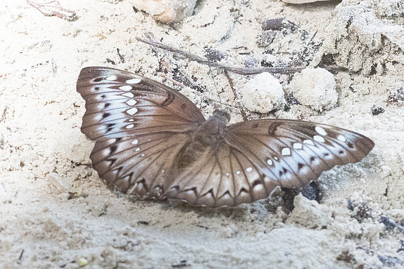 Euthalia teuta ♀-6449 - Railay - 25/11/23