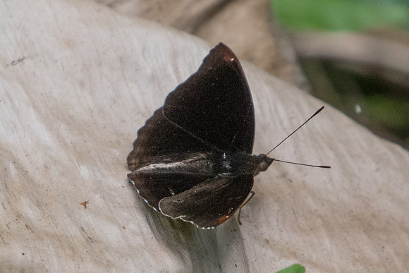 Rohana tonkiniana siamensis-1009 - Koh Samui - 18/03/23