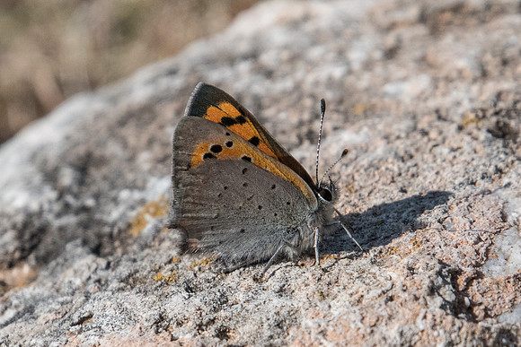 Lycaena phlaeas-7881