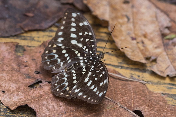 Lexias pardalis jadeitina ♀-6959 - Doi-Suthep 14/03/23
