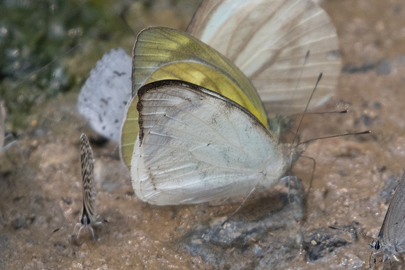 Appias lalage -1582- Chiang Dao  - 11/03/23