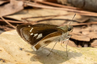Iton watsonii-2877- Doi Suthep - 21/03/25