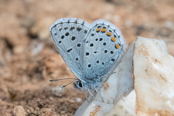 Pseudophilotes vicrama-7094  - Galani - 13/04/22
