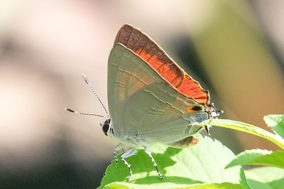 Rapala iarbus-3021 - Koh Samui - 19/03/23