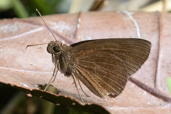 Ancistroides nigrita-8366