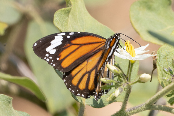 Danaus genutia-5004